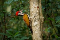 Datel zlatohrbety - Dinopium javanense - Common Flameback o3986